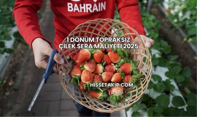 1 Dönüm Topraksız Çilek Sera Maliyeti 2025