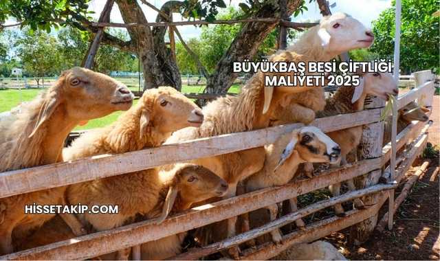 Büyükbaş Besi Çiftliği Maliyeti 2025