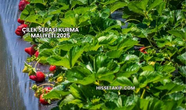 Çilek Serası Kurma Maliyeti 2025