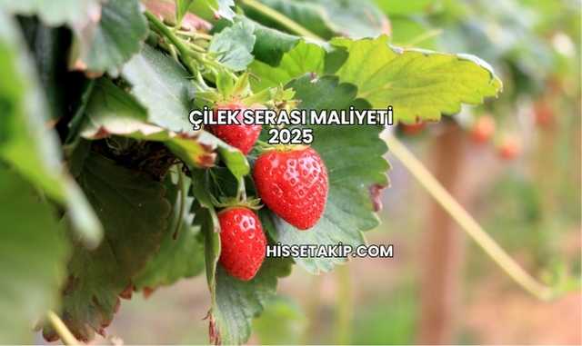 Çilek Serası Maliyeti 2025