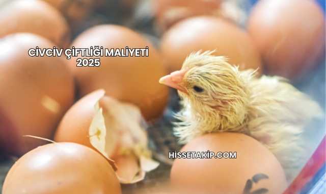 Civciv Çiftliği Maliyeti 2025