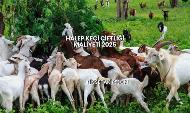 Halep Keçi Çiftliği Maliyeti 2025