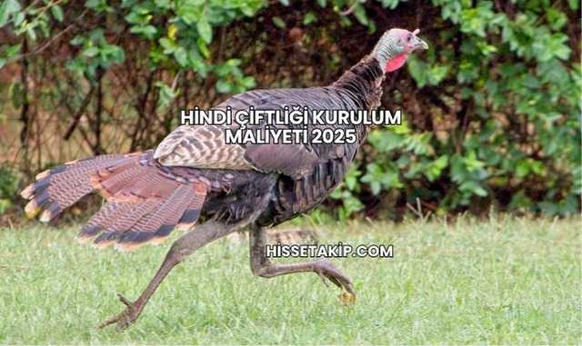 Hindi Çiftliği Kurulum Maliyeti 2025
