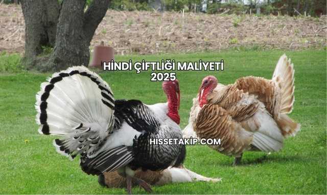 Hindi Çiftliği Maliyeti 2025