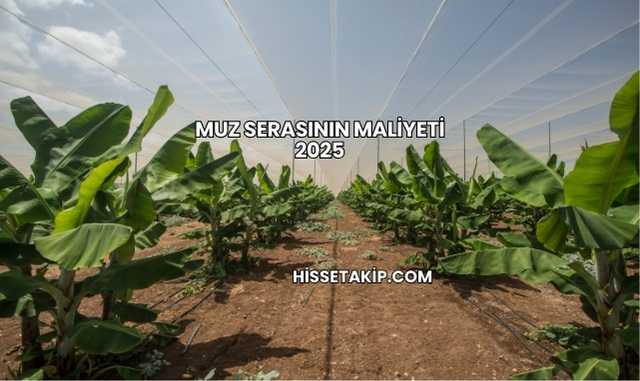 Muz Serasının Maliyeti 2025
