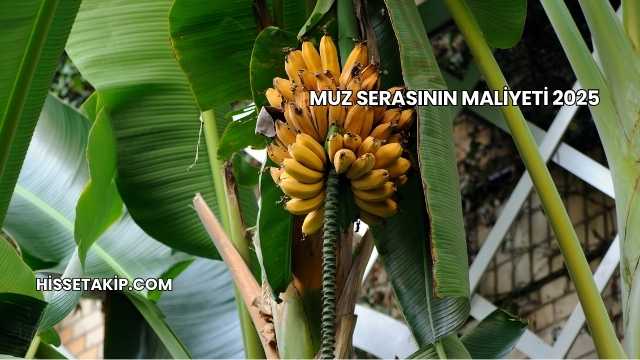 Muz Serasının Maliyeti 2025
