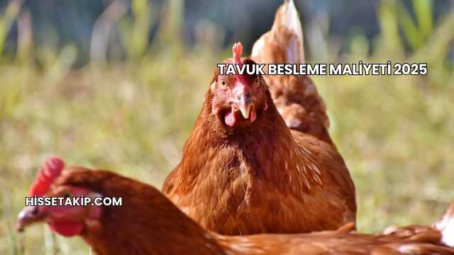 Tavuk Besleme Maliyeti 2025