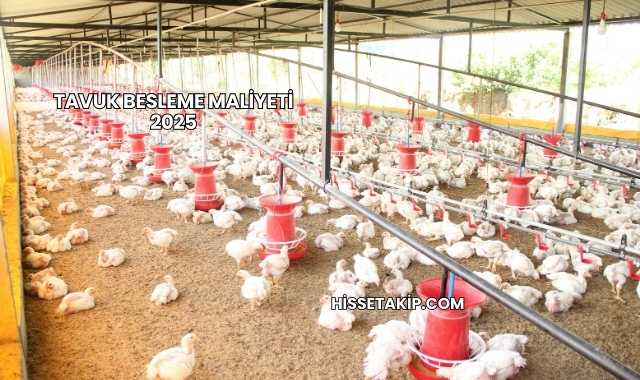 Tavuk Besleme Maliyeti 2025