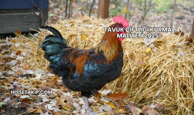 Tavuk Çiftliği Kurma Maliyeti 2025