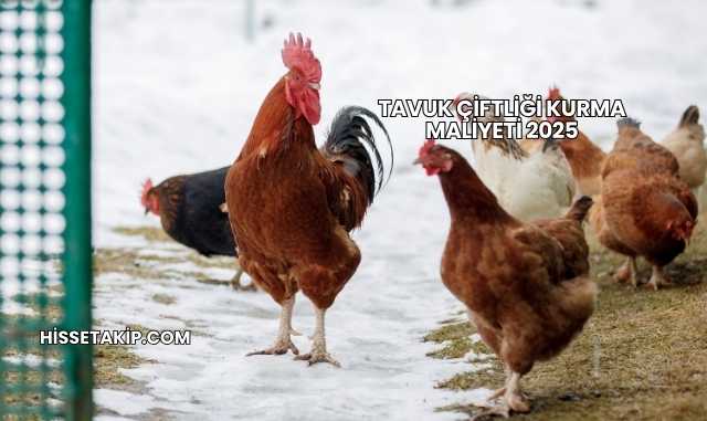 Tavuk Çiftliği Kurma Maliyeti 2025