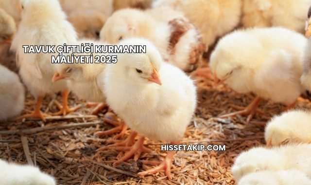 Tavuk Çiftliği Kurmanın Maliyeti 2025