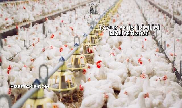 Tavuk Yetiştiriciliği Maliyeti 2025