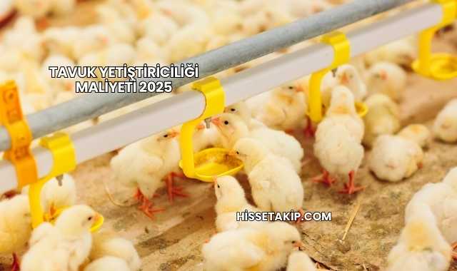 Tavuk Yetiştiriciliği Maliyeti 2025