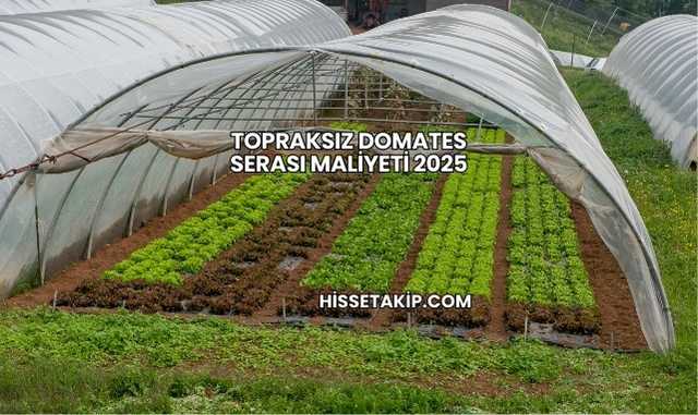 Topraksız Domates Serası Maliyeti 2025