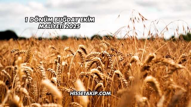 1 Dönüm Buğday Ekim Maliyeti 2025
