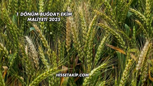1 Dönüm Buğday Ekim Maliyeti 2025
