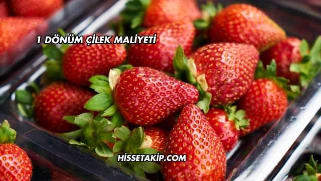 1 Dönüm Çilek Maliyeti