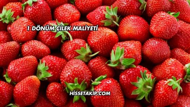 1 Dönüm Çilek Maliyeti