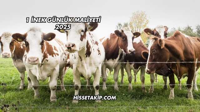 1 İnek Günlük Maliyeti 2025