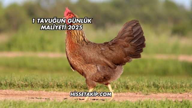1 Tavuğun Günlük Maliyeti 2025