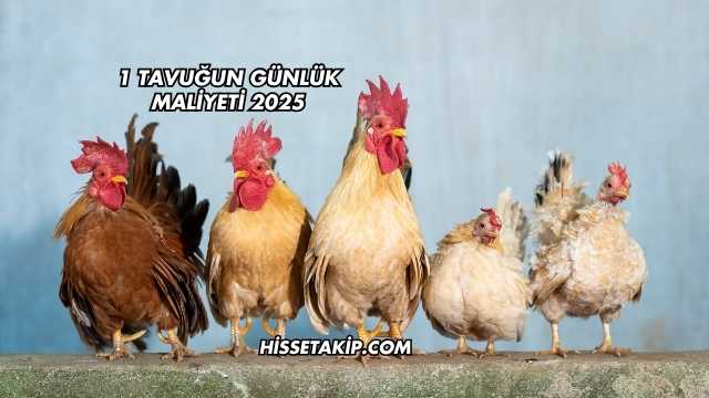 1 Tavuğun Günlük Maliyeti 2025