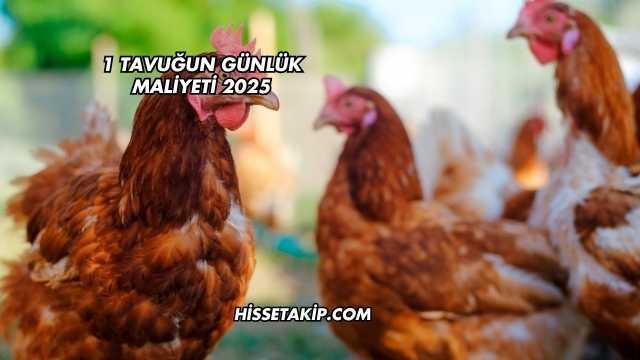 1 Tavuğun Günlük Maliyeti 2025