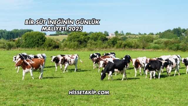 Bir Süt İneğinin Günlük Maliyeti 2025