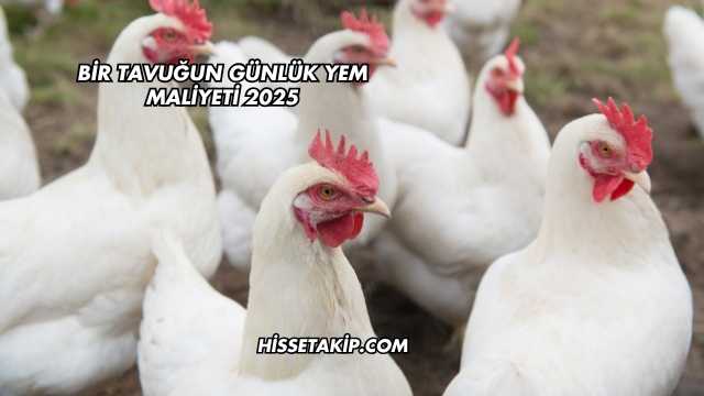 Bir Tavuğun Günlük Yem Maliyeti 2025