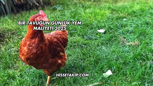 Bir Tavuğun Günlük Yem Maliyeti 2025