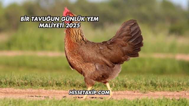 Bir Tavuğun Günlük Yem Maliyeti 2025