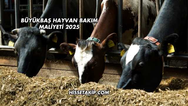 Büyükbaş Hayvan Bakım Maliyeti 2025