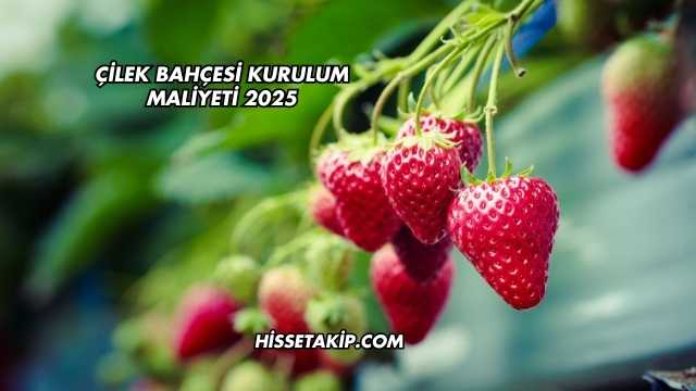 Çilek Bahçesi Kurulum Maliyeti 2025