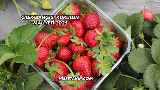 Çilek Bahçesi Kurulum Maliyeti 2025