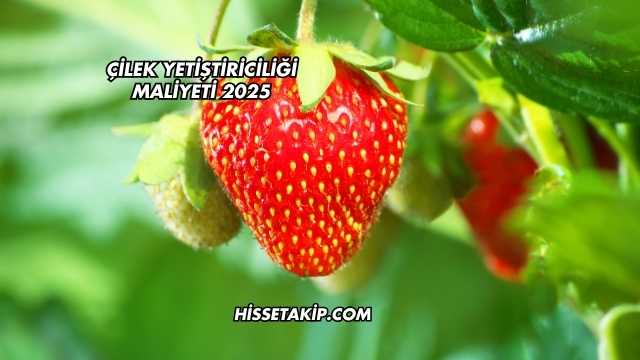 Çilek Yetiştiriciliği Maliyeti 2025