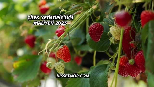 Çilek Yetiştiriciliği Maliyeti 2025