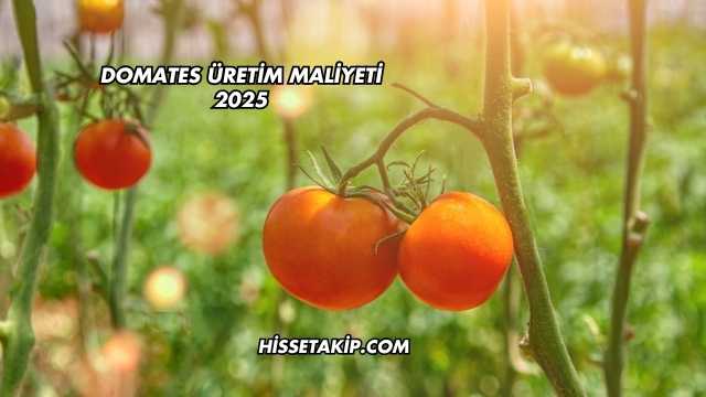 Domates Üretim Maliyeti 2025
