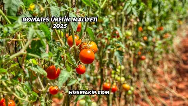 Domates Üretim Maliyeti 2025