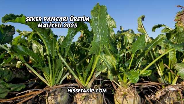 Şeker Pancarı Üretim Maliyeti 2025