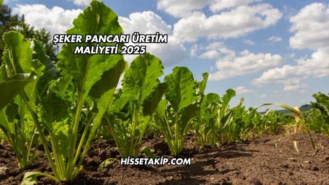 Şeker Pancarı Üretim Maliyeti 2025