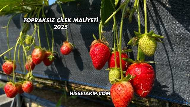 Topraksız Çilek Maliyeti 2025