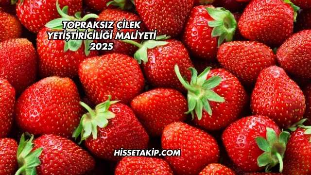 Topraksız Çilek Yetiştiriciliği Maliyeti 2025