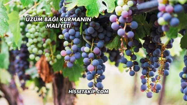 Üzüm Bağı Kurmanın Maliyeti