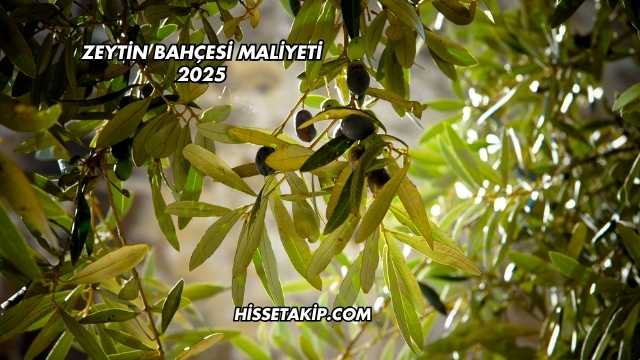 Zeytin Bahçesi Maliyeti 2025