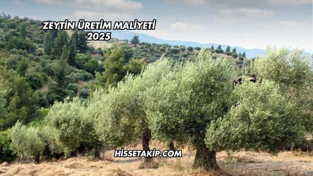 Zeytin Üretim Maliyeti 2025