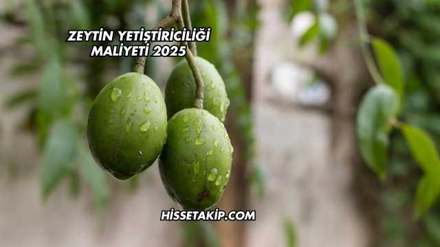 Zeytin Yetiştiriciliği Maliyeti 2025