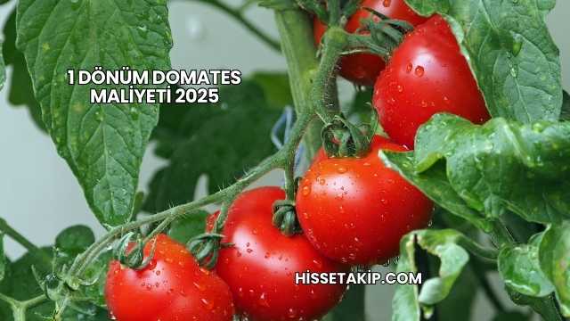 1 Dönüm Domates Maliyeti 2025