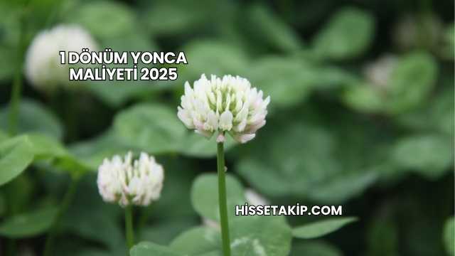 1 Dönüm Yonca Maliyeti 2025