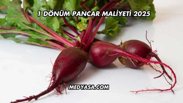 1 Dönüm Pancar Maliyeti 2025
