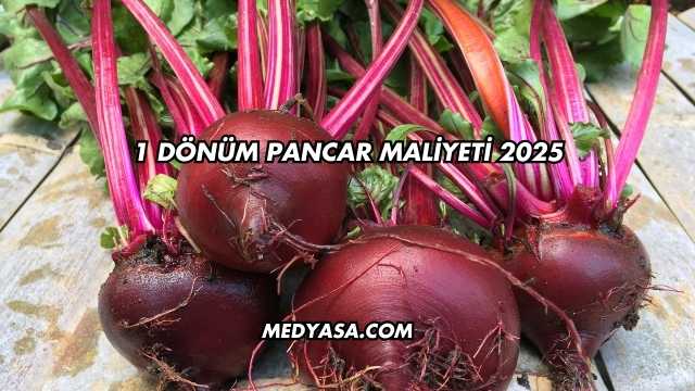 1 Dönüm Pancar Maliyeti 2025
